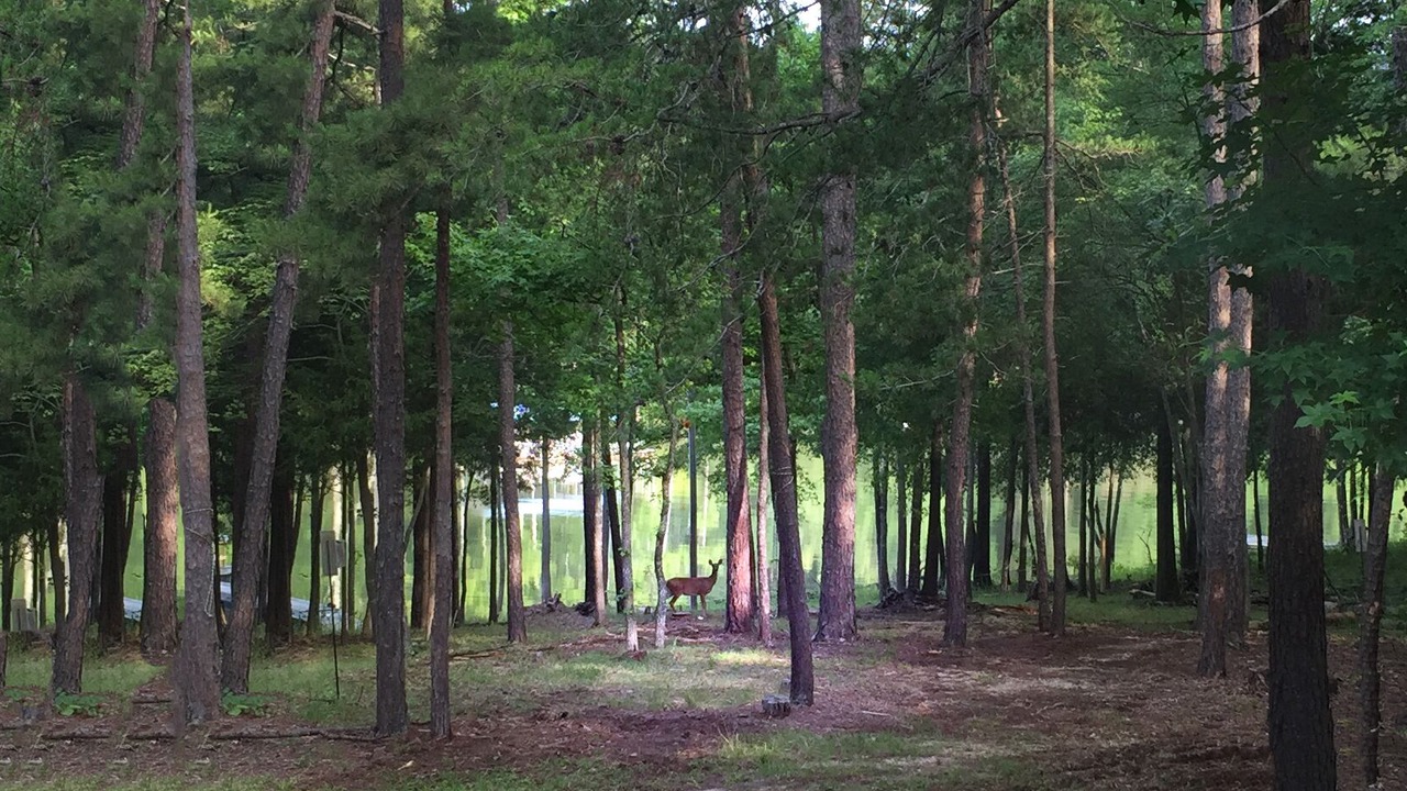 Photo of Outdoor in Merifield Acres