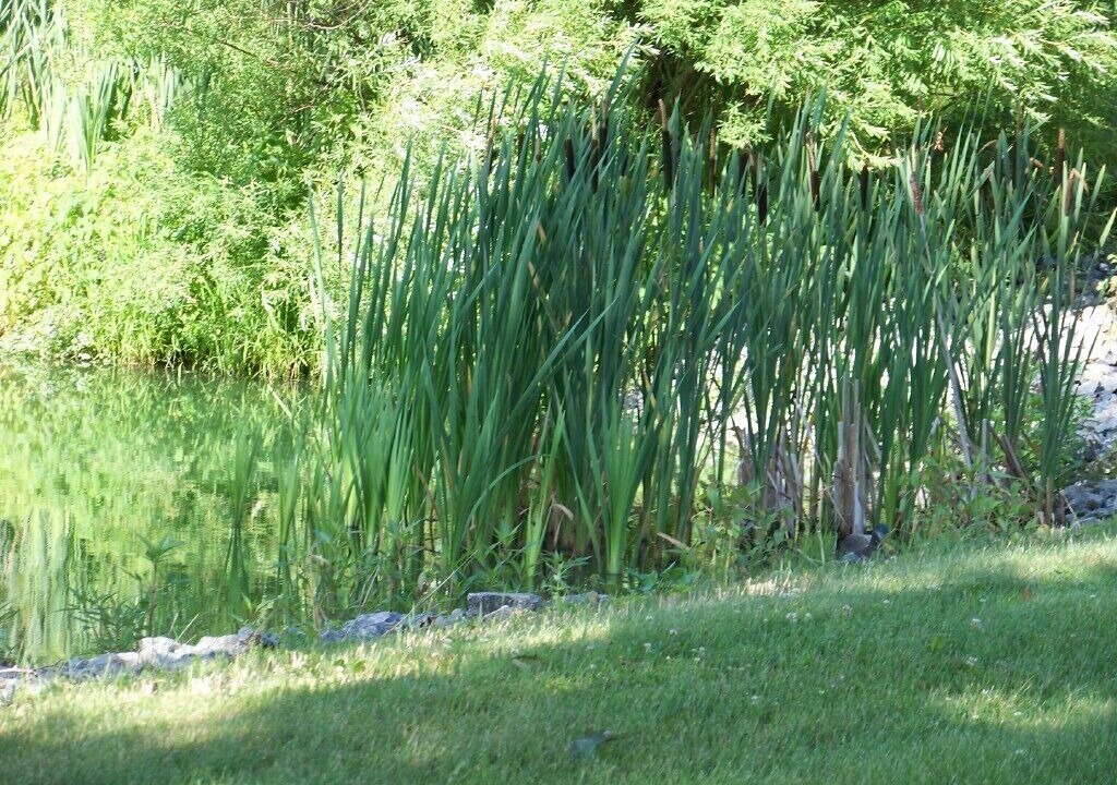 Photo of Outdoor in Russell