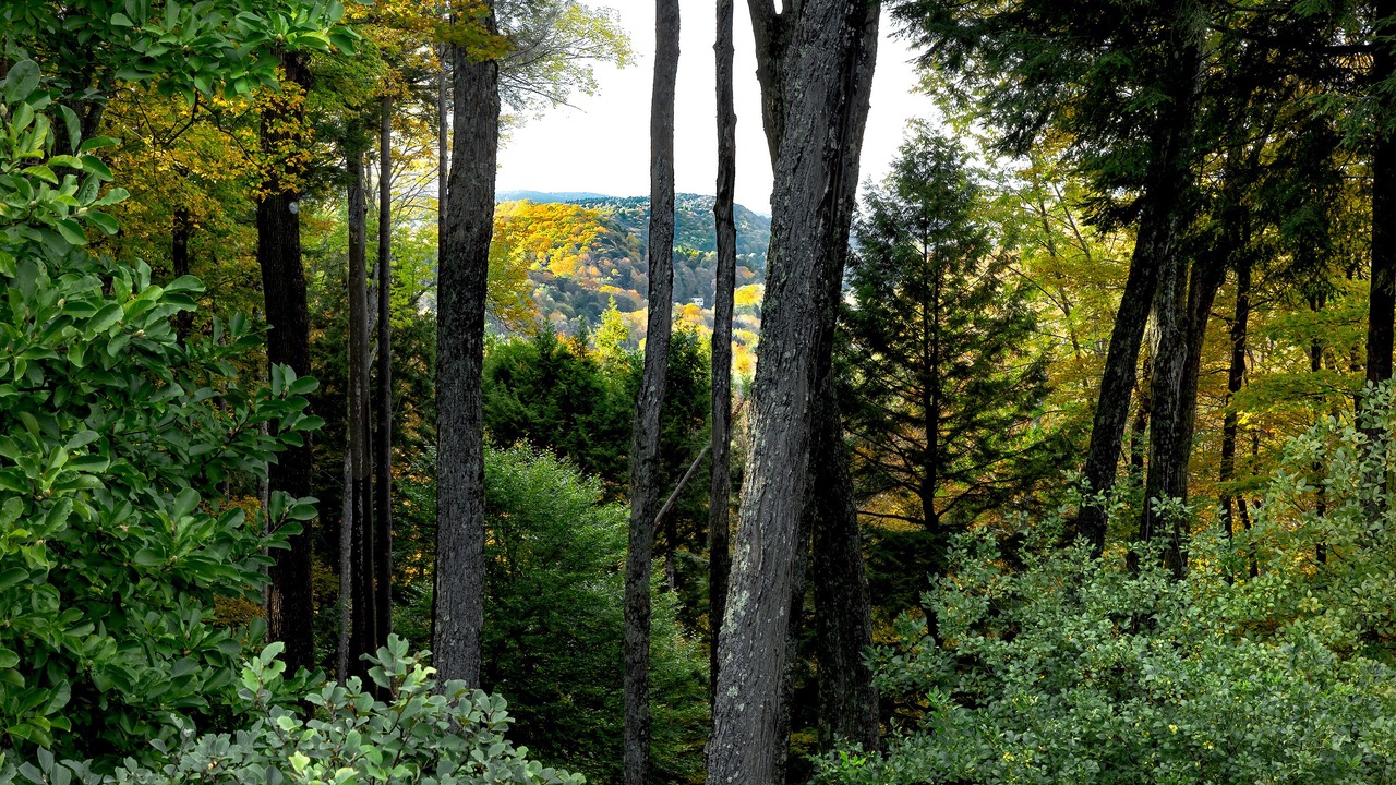 Photo of Others in Woodstock