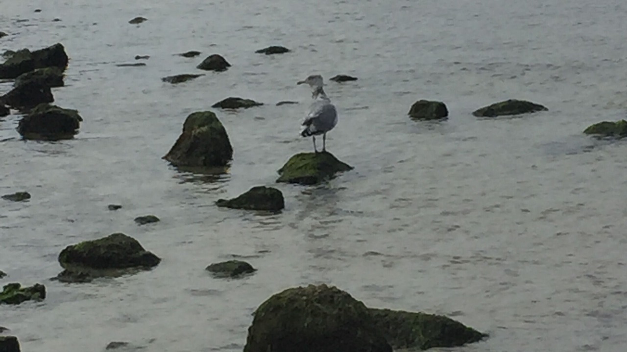 Photo of Others in East Falmouth