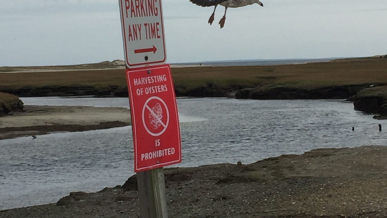Photo of Others in East Falmouth