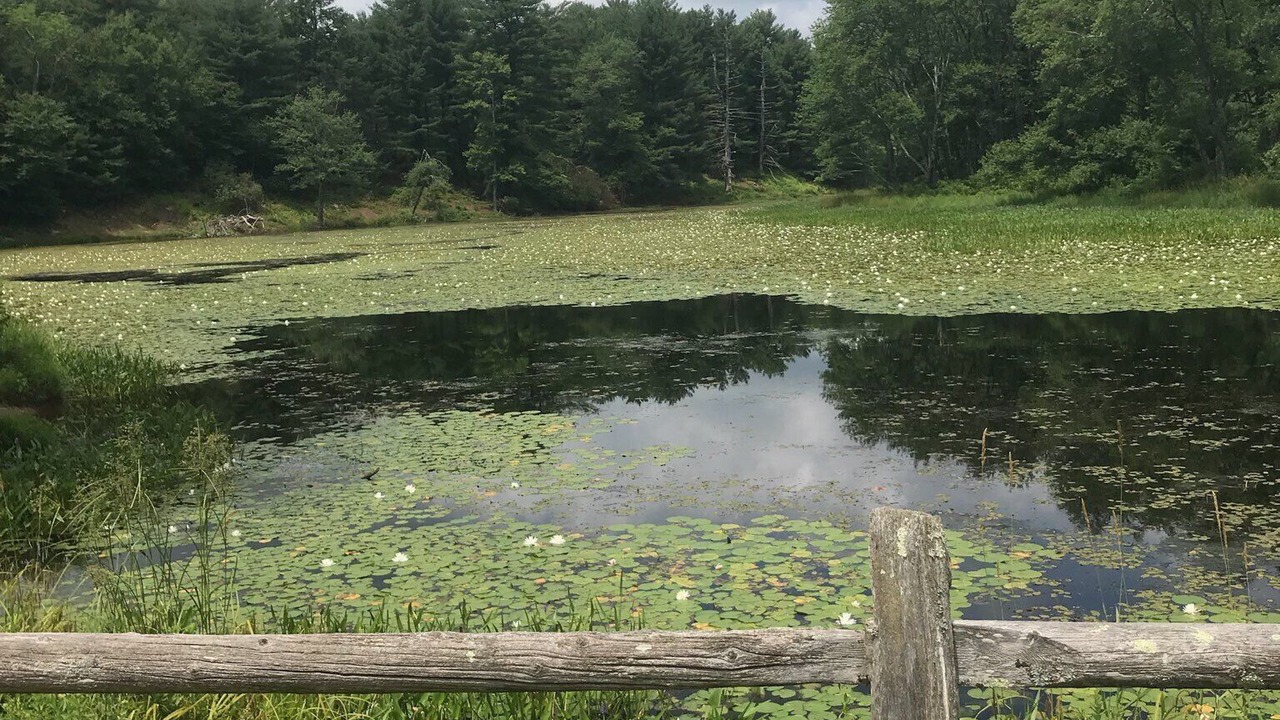 Photo of Outdoor in White Lake