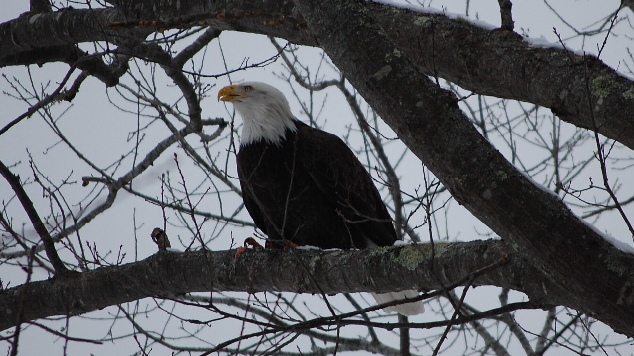 Photo of Outdoor in Windham
