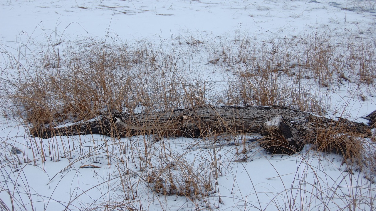 Photo of Outdoor in Windham
