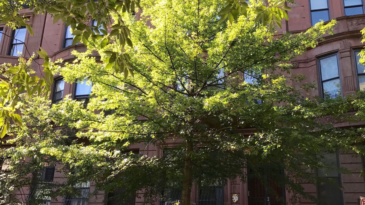 Photo of Outdoor in Central Park North