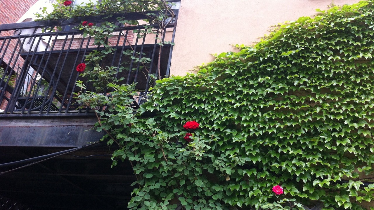 Photo of Outdoor in Central Park North