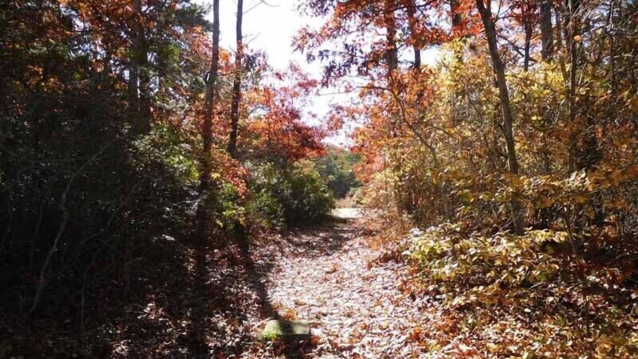 Photo of Outdoor in Bass River