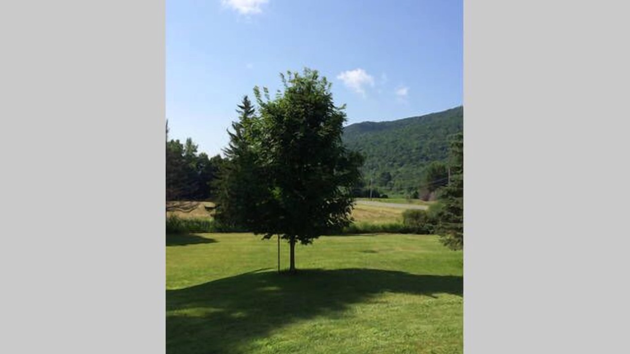 Photo of Outdoor in Williamstown