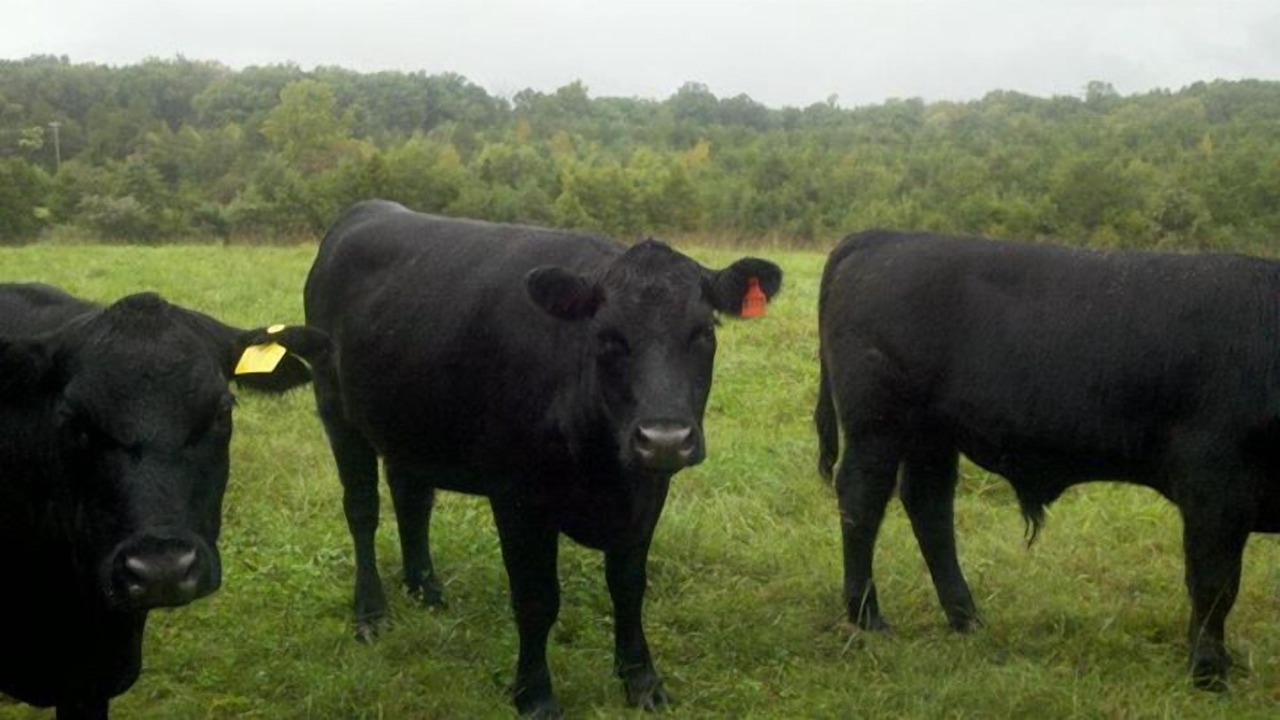 Photo of Others in Ridge