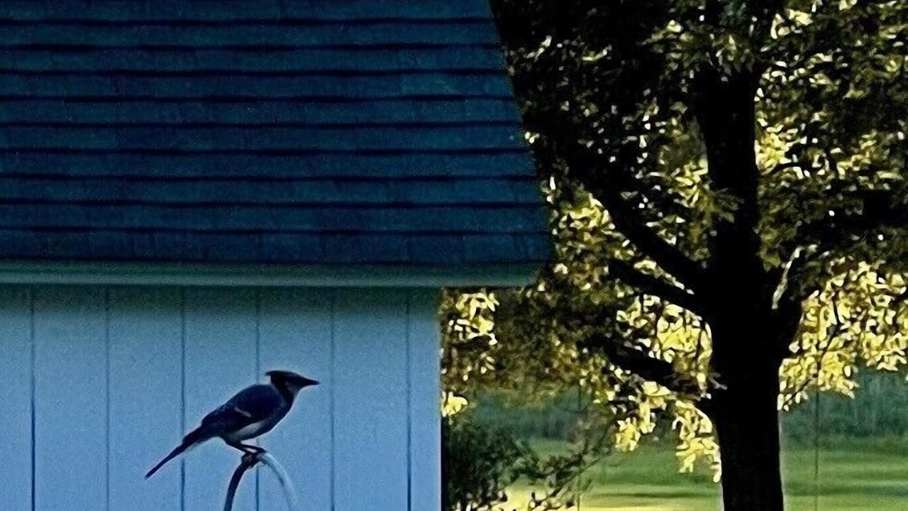 Photo of Others in Pipes Cove