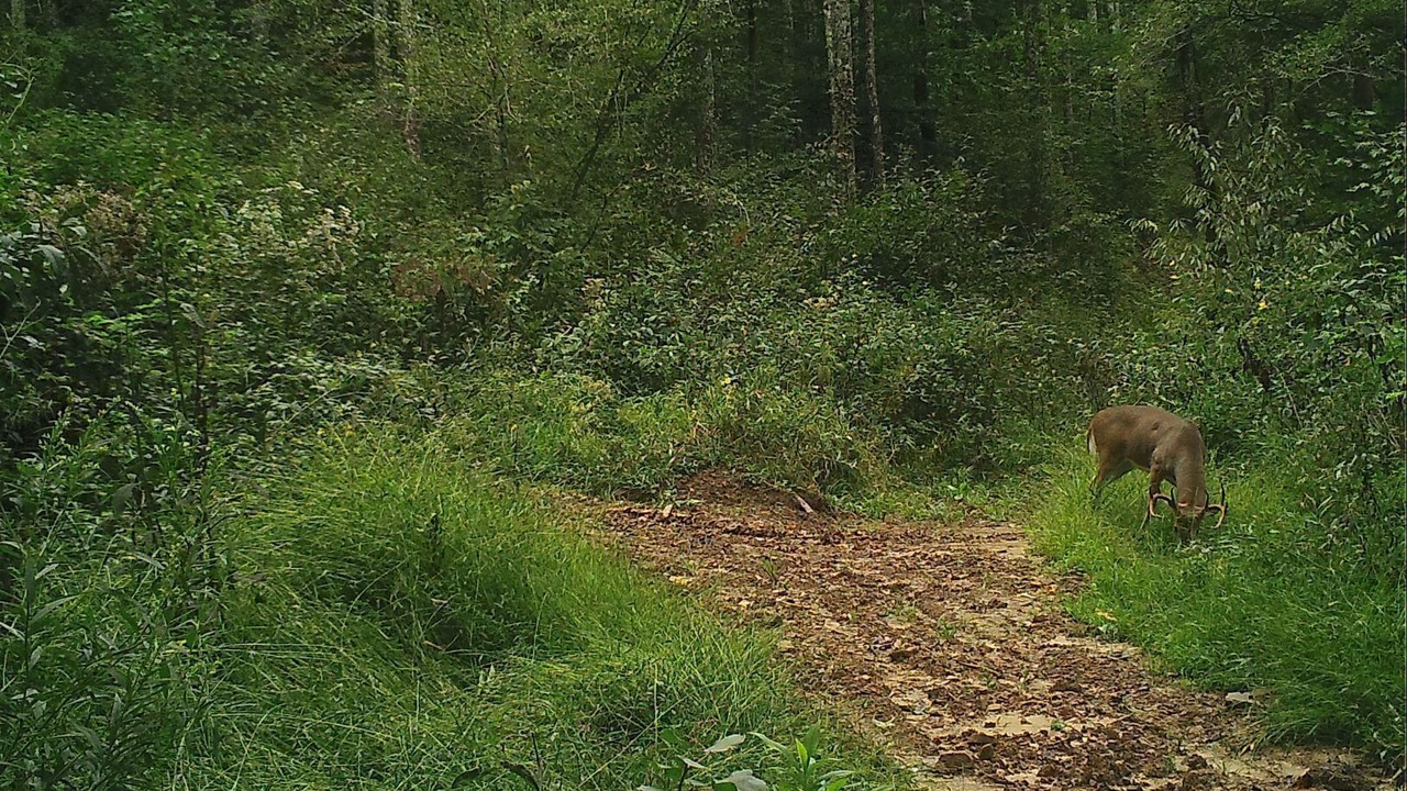 Photo of Outdoor in McArthur