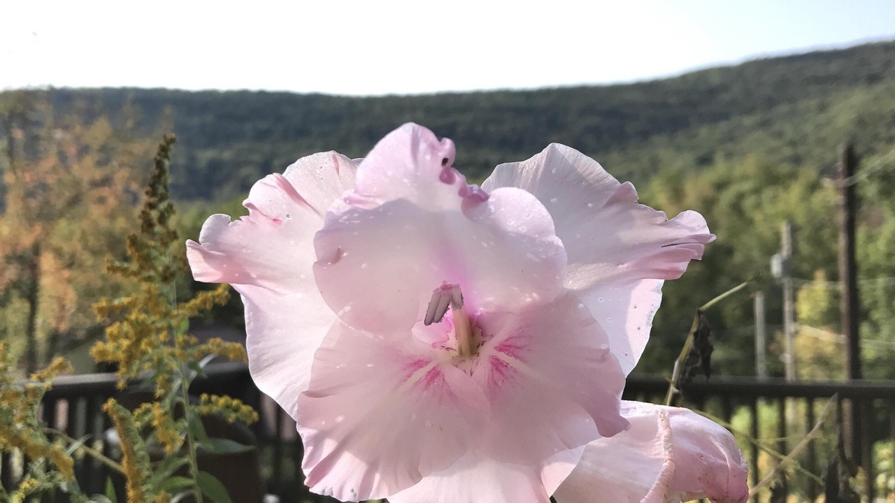 Photo of Others in Shandaken