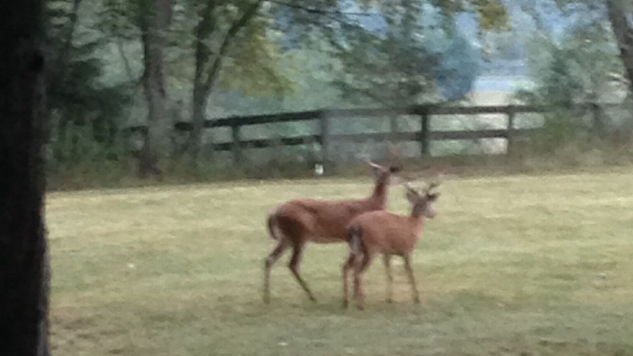 Photo of Others in Nellysford