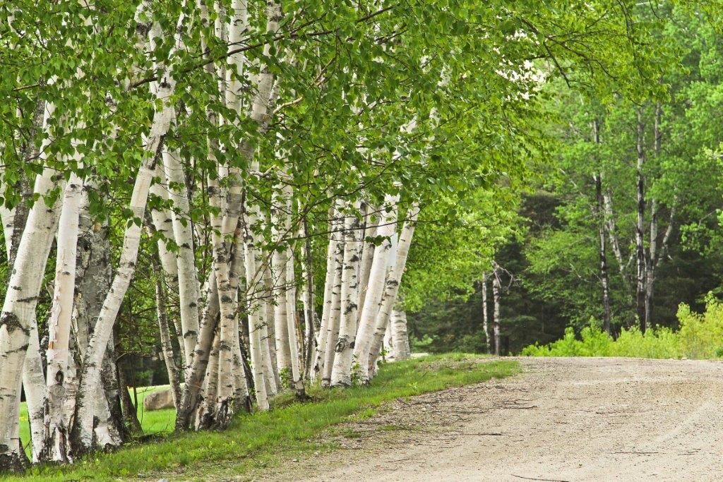 Photo of Others in Rangeley Plantation