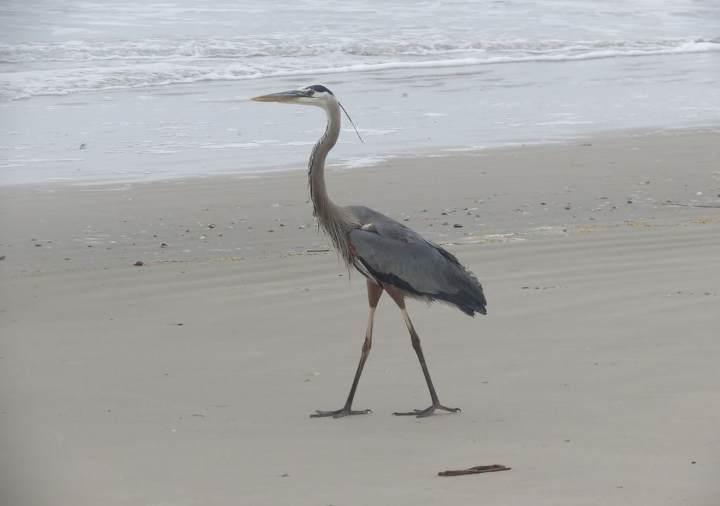 Photo of Others in Red Fish Cove
