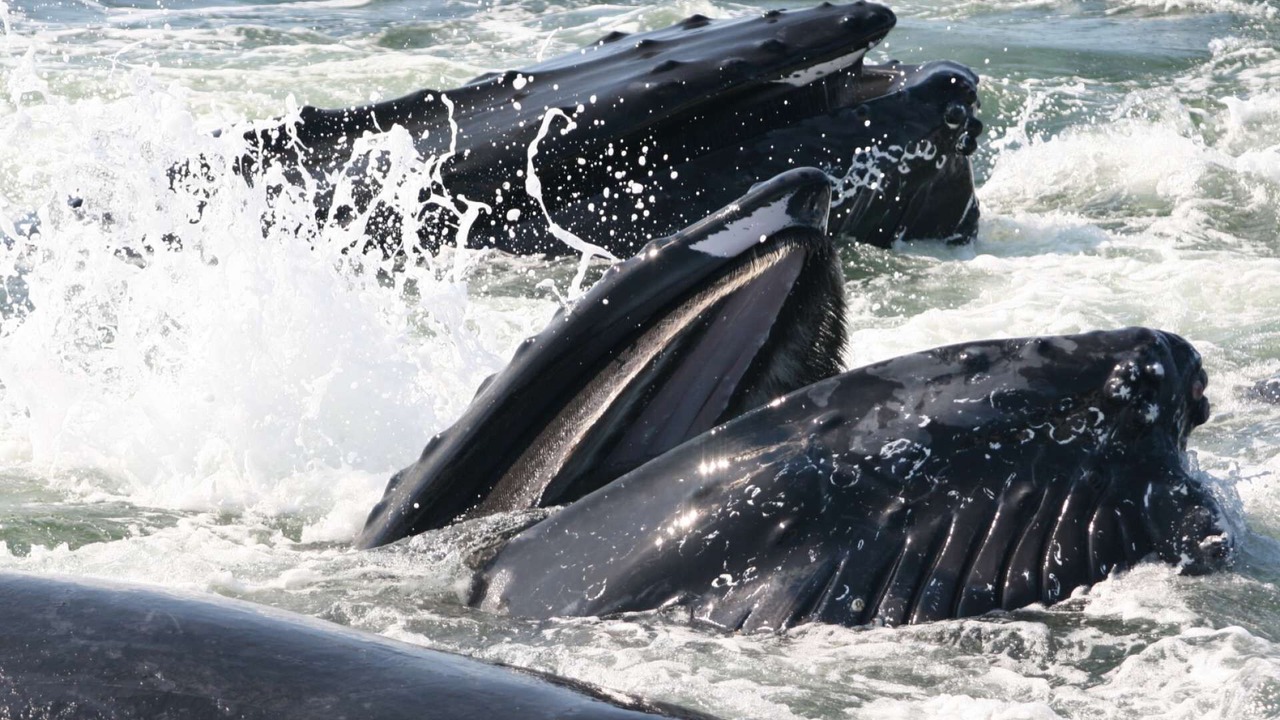 Photo of Others in Newburyport