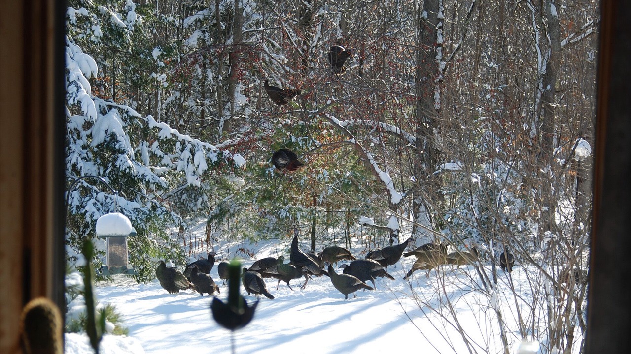 Photo of Others in Pownal