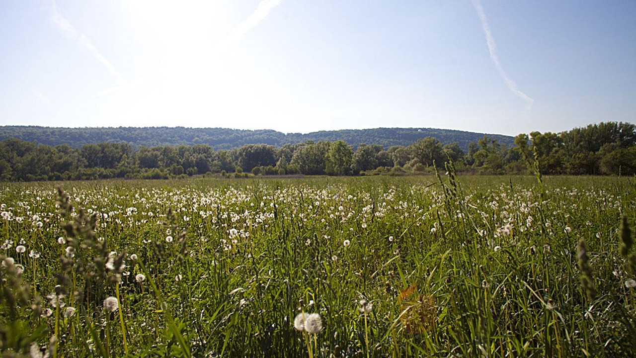 Photo of Others in Manlius