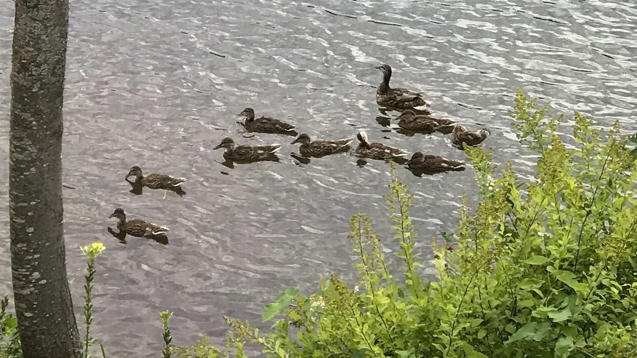Photo of Others in Deerfield