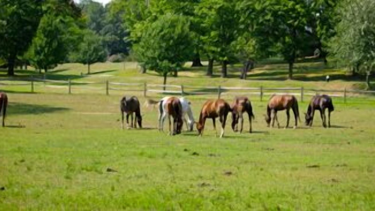 Photo of Others in Village of East Hampton