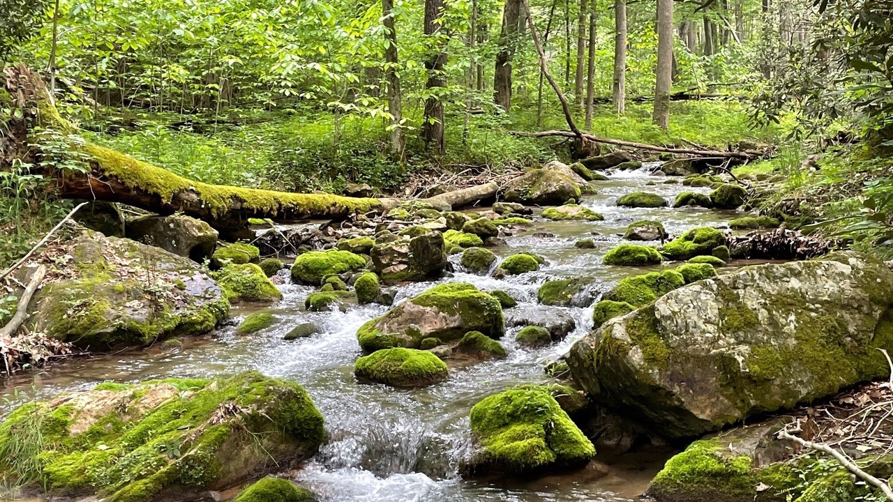 Photo of Others in South Fork