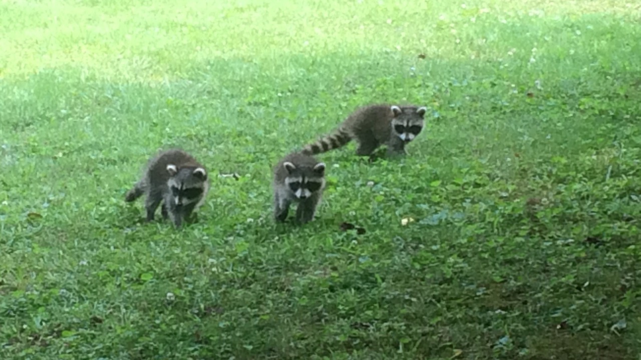 Photo of Outdoor in Fayetteville