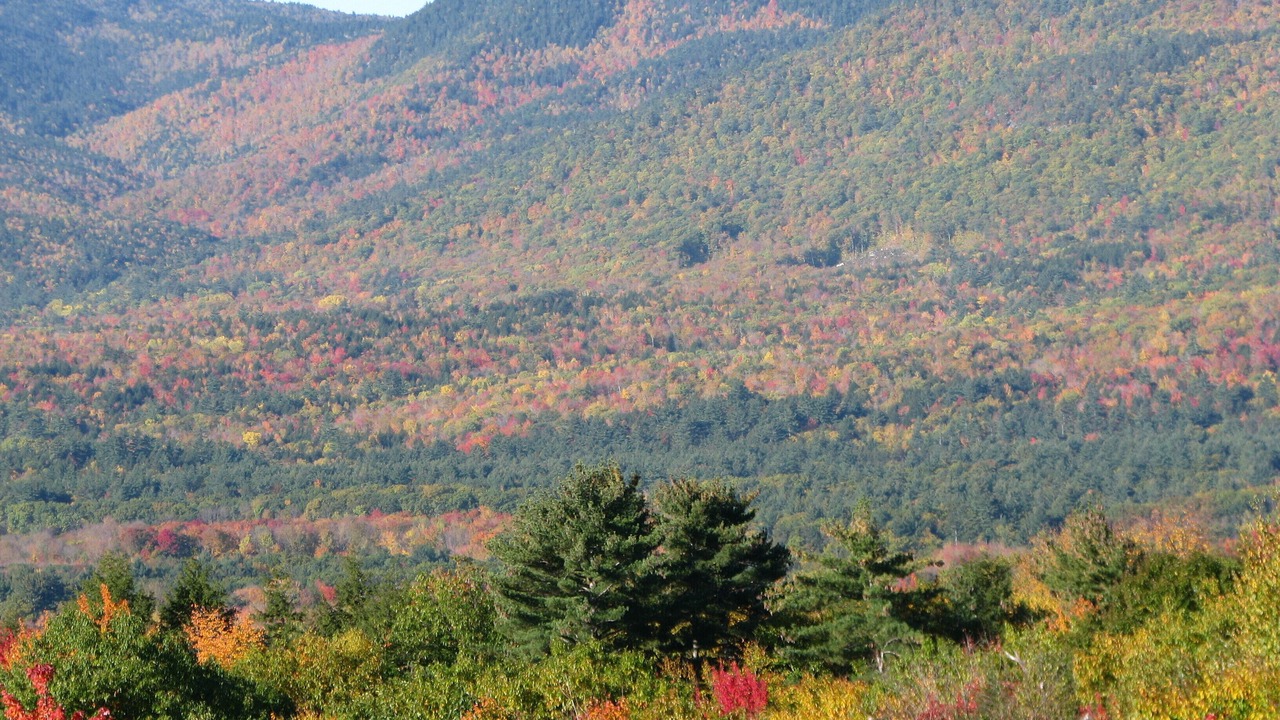 Photo of Others in Intervale