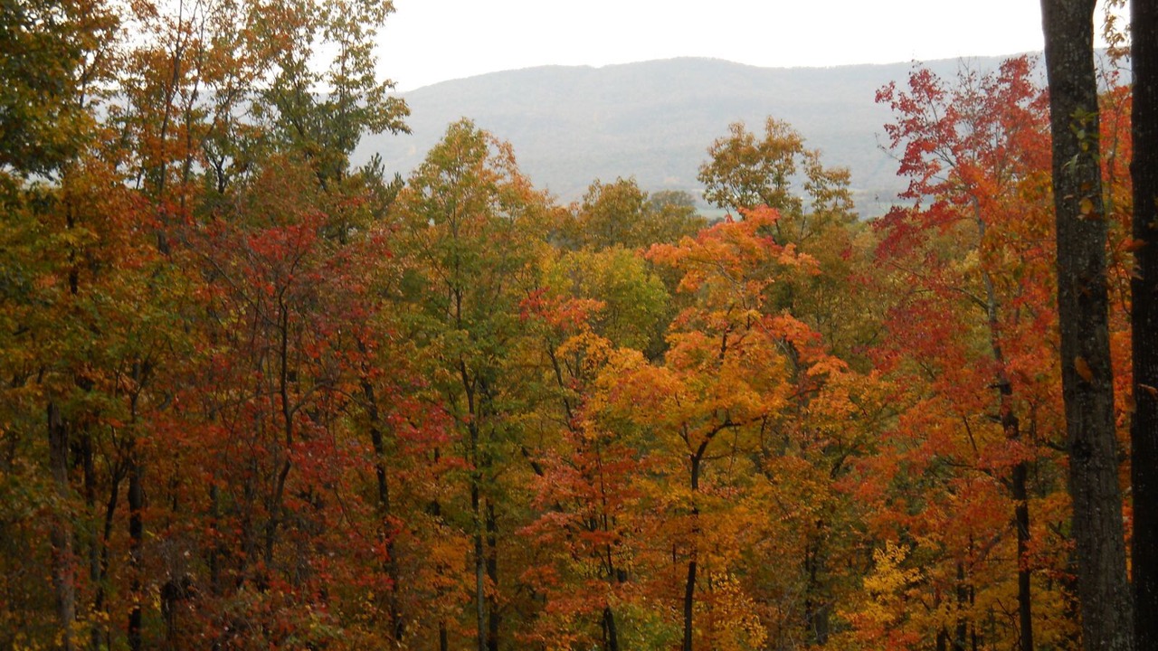 Photo of Others in Shenandoah