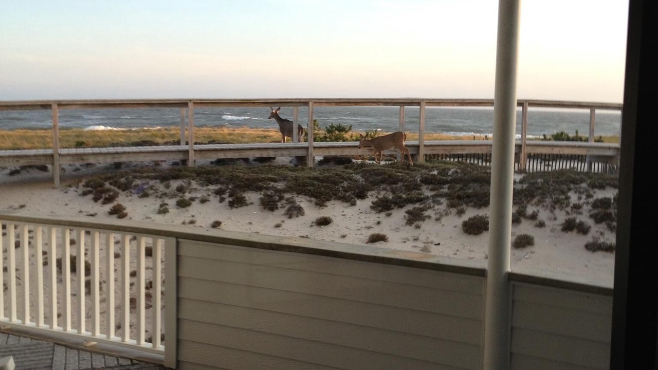 Photo of Others in Westhampton Beach