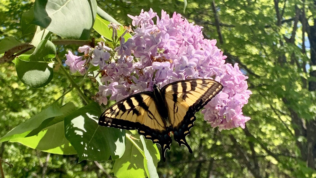 Photo of Outdoor in Morrisville
