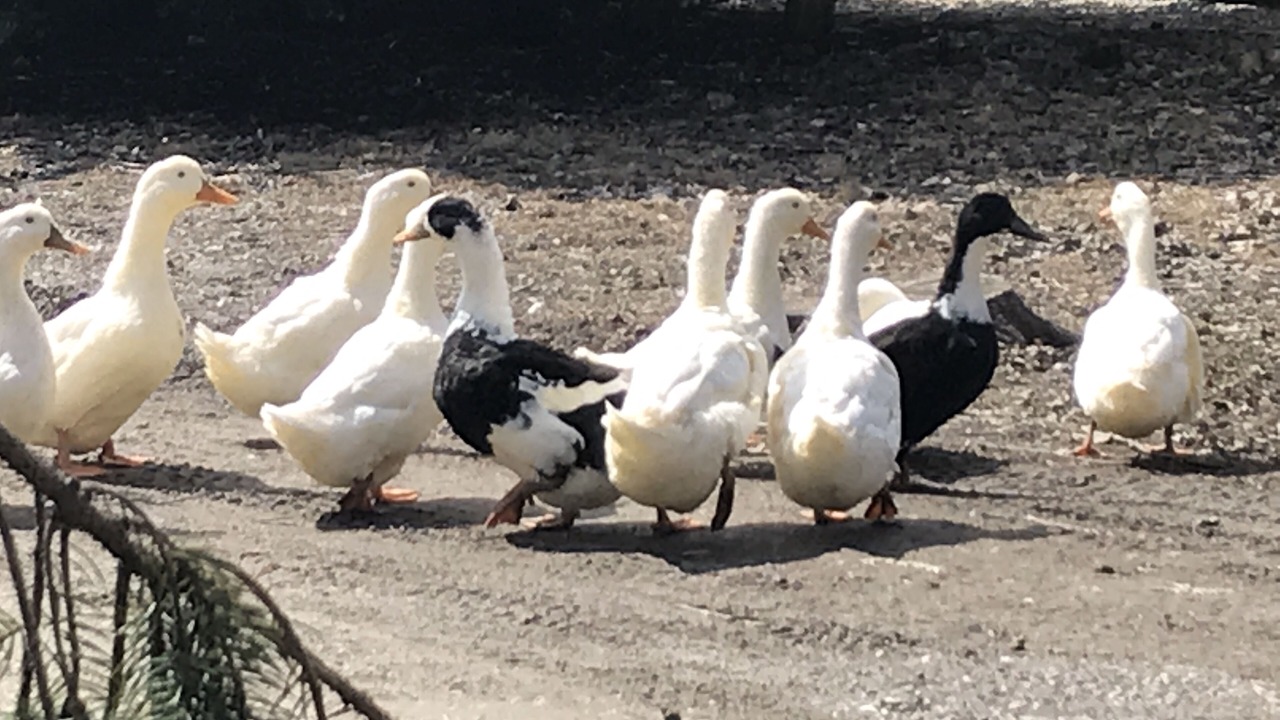 Photo of Others in North Bennington