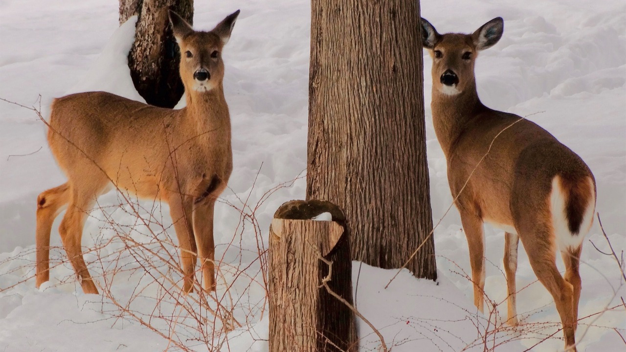 Photo of Others in Northville