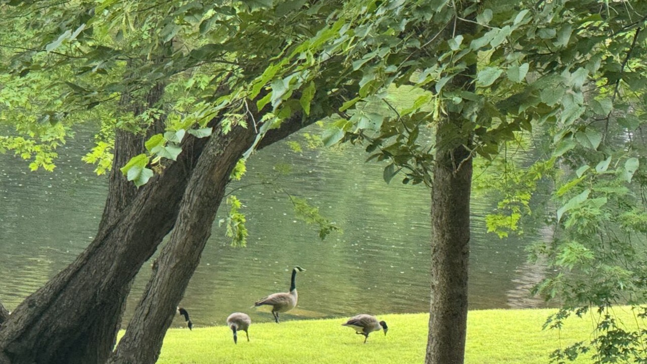 Photo of Others in North New Portland