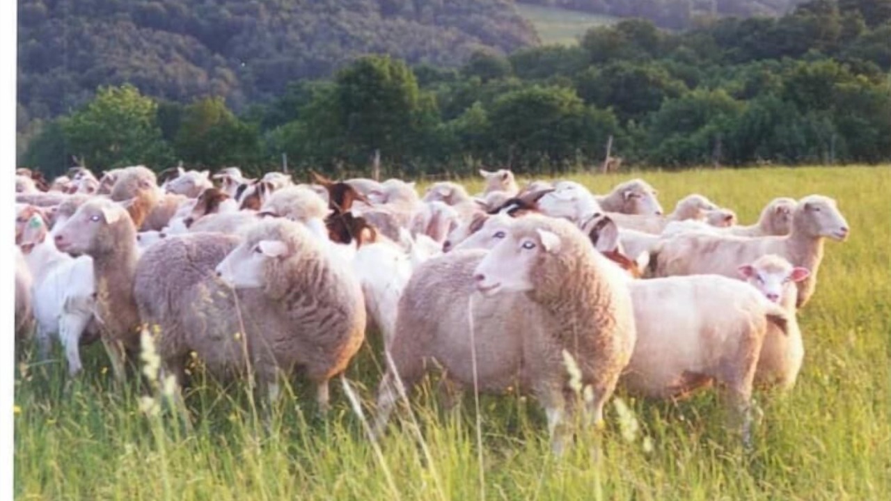 Photo of Others in Meredith