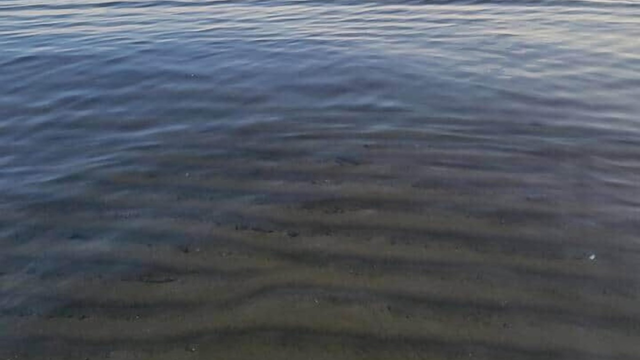 Photo of Others in Malletts Bay