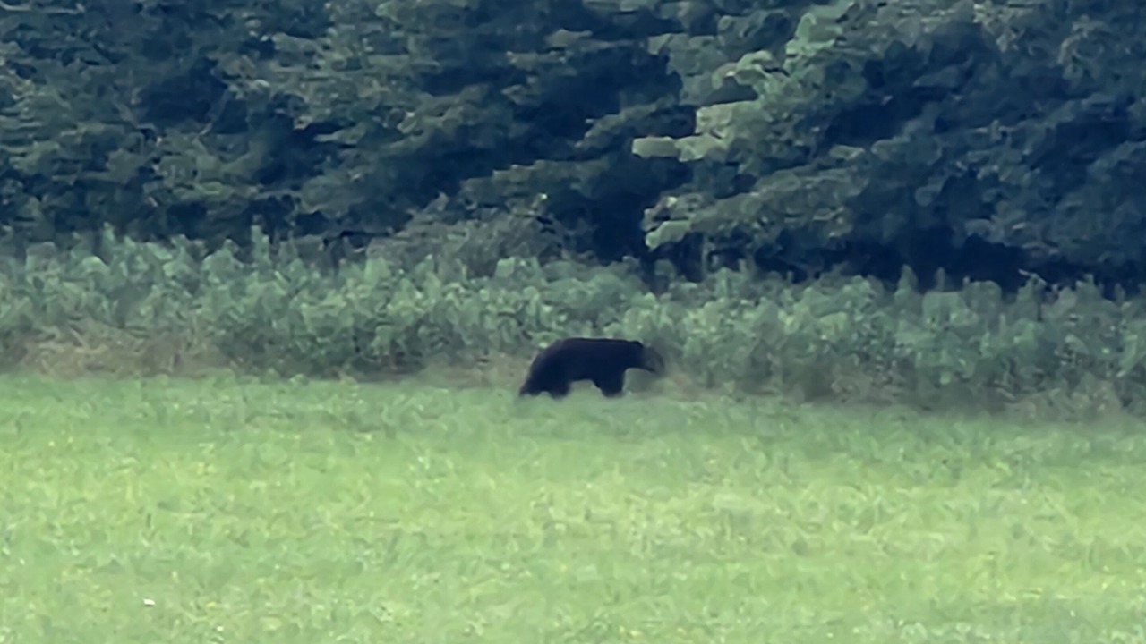 Photo of Others in Little Falls