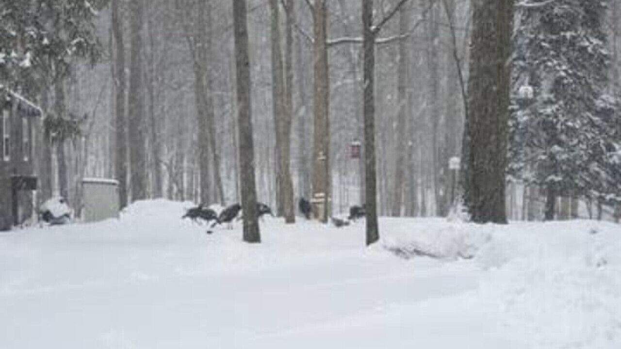 Photo of Outdoor in Streetsboro