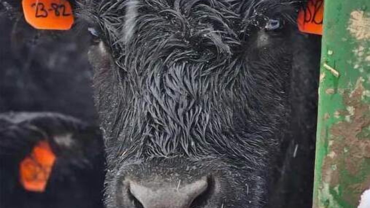 Photo of Others in Morris