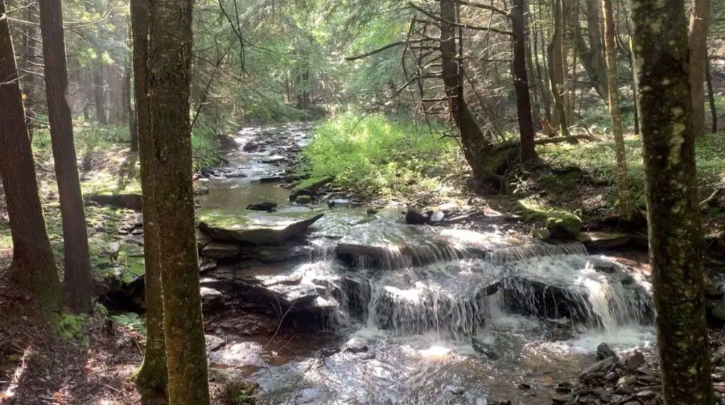 Photo of Others in South Kortright