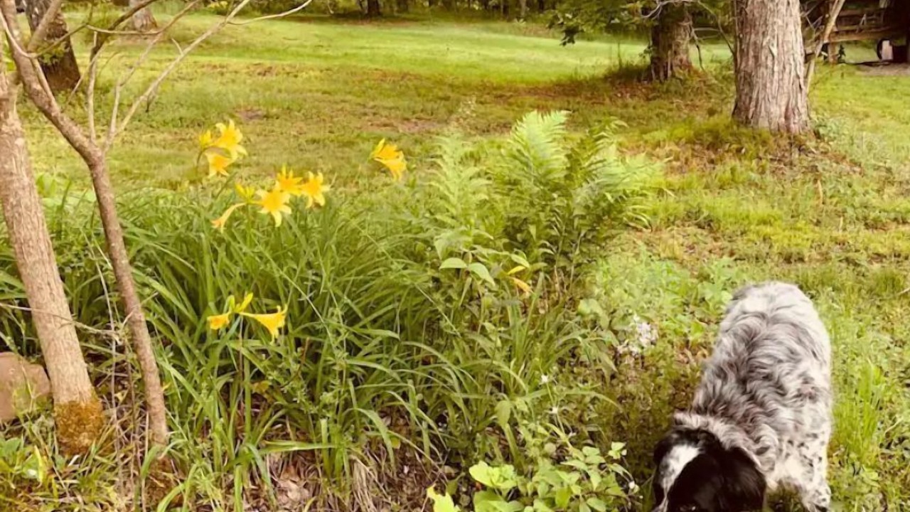 Photo of Others in South Kortright