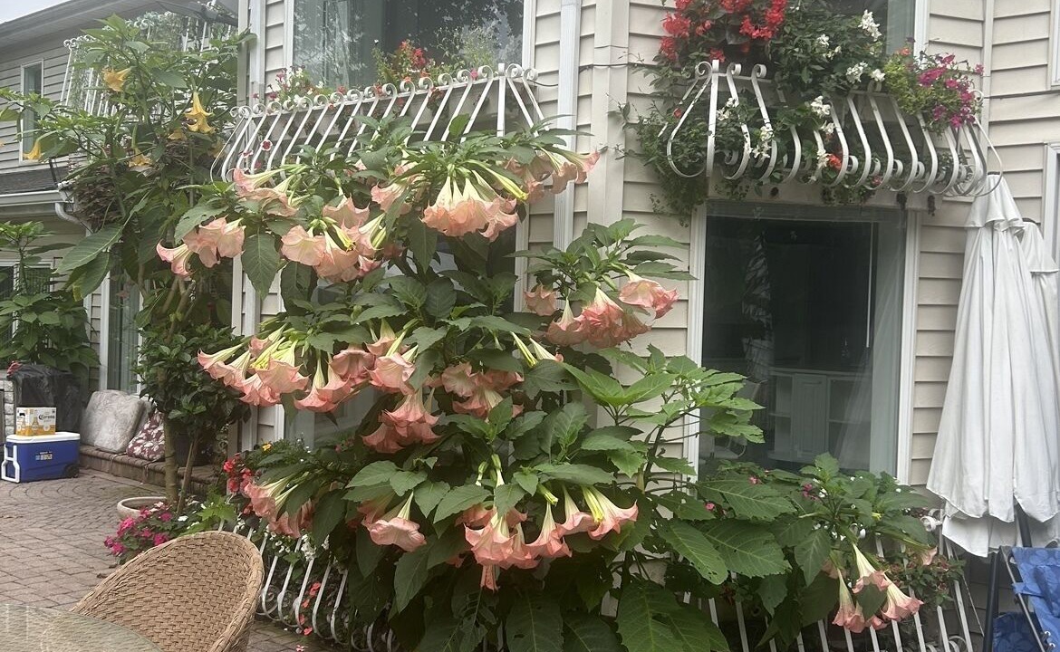 Photo of Patio Balcony in Franklin Square