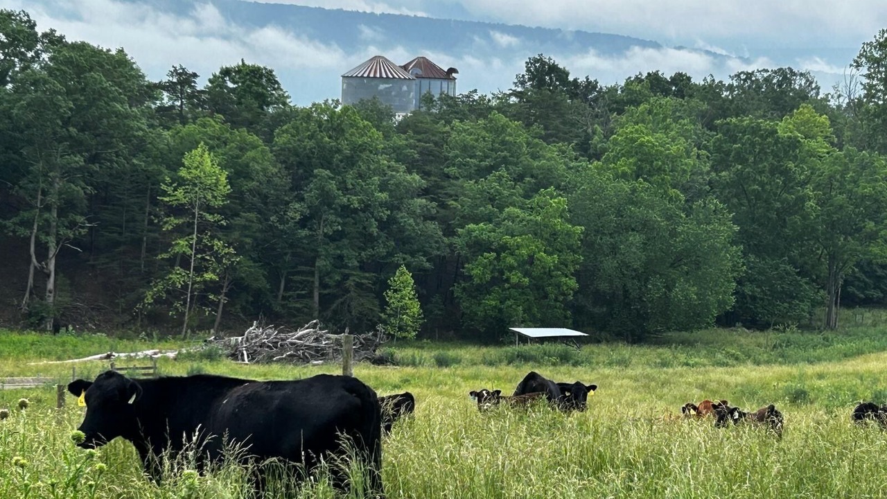 Photo of Others in Old Fields