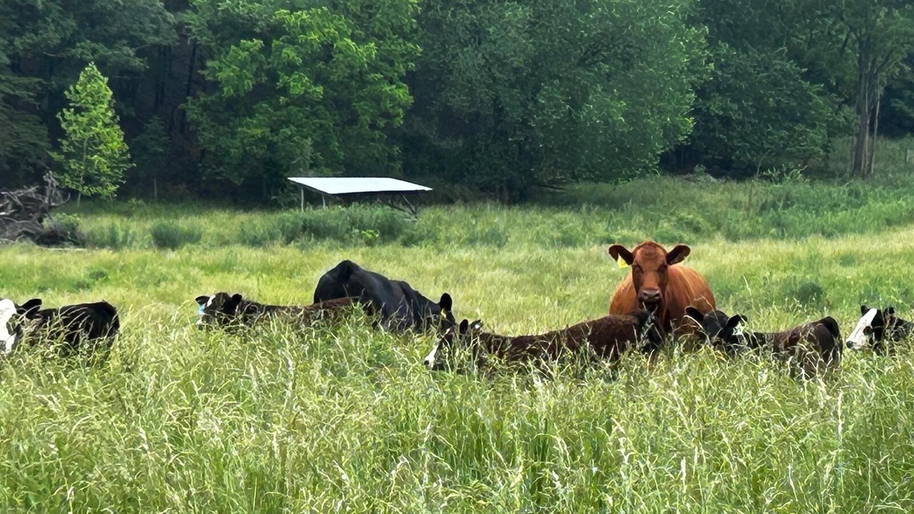 Photo of Others in Old Fields
