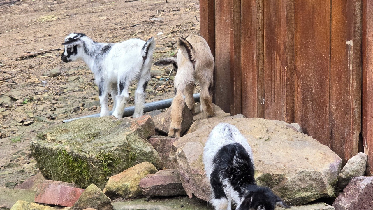 Photo of Others in Coal Fork