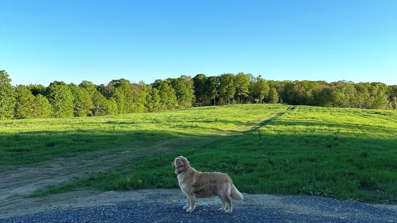 Photo of Others in Sutton