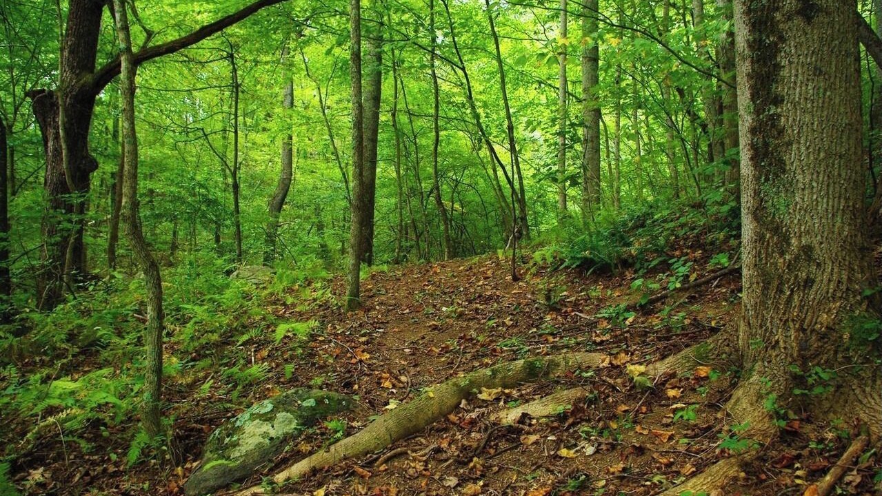 Photo of Others in Sperryville