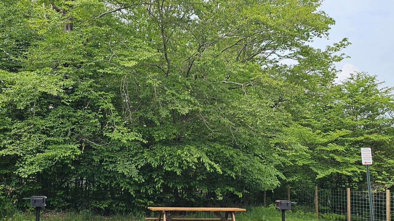 Photo of Outdoor in Timberline