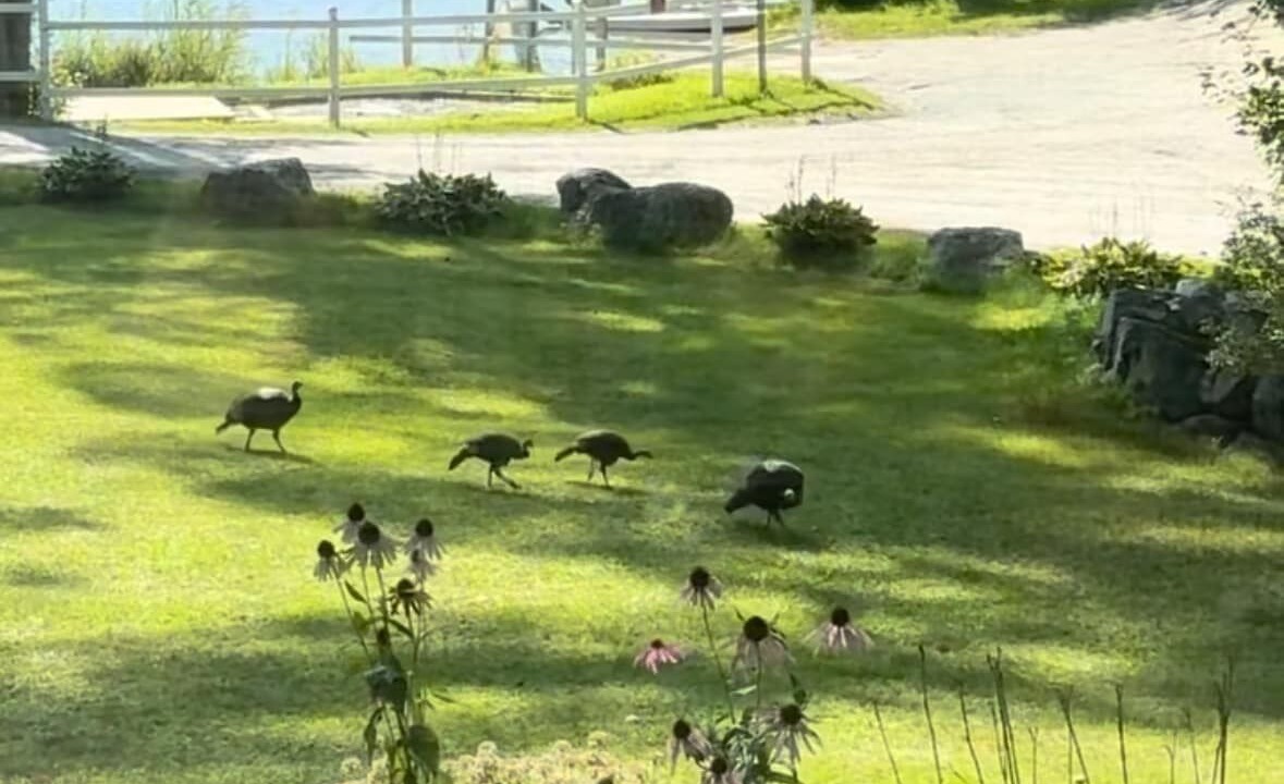 Photo of Outdoor in Post Mills