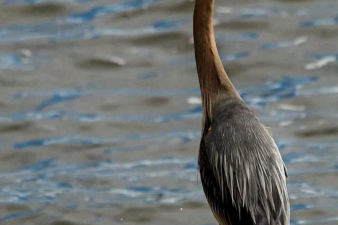 Photo of Others in Crown Point