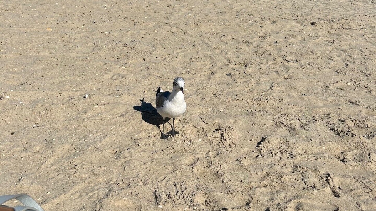 Photo of Others in Somers Point